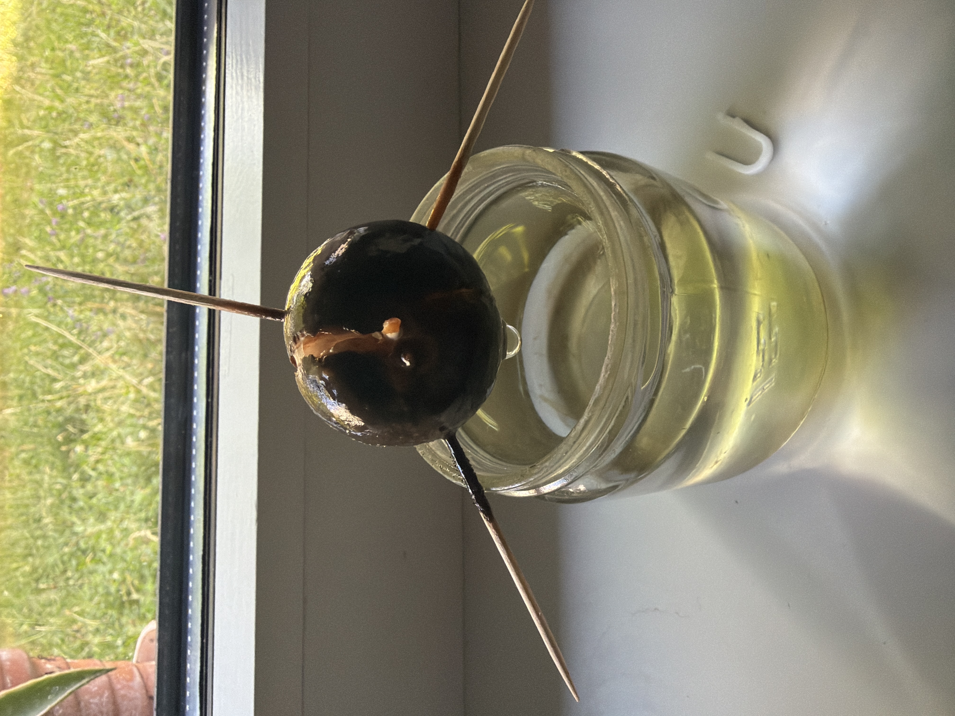 Avocado 2